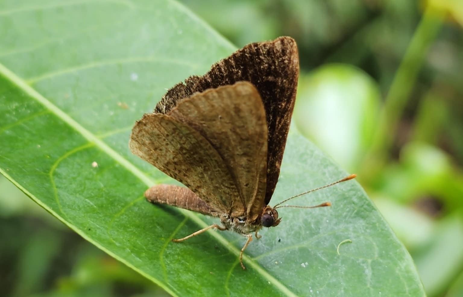 Borboleta rara