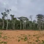 O estudo revela ainda que esses 40 anos reúnem os períodos mais intensos de perda das áreas naturais, desde a colonização do Brasil