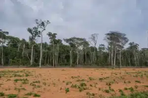 O estudo revela ainda que esses 40 anos reúnem os períodos mais intensos de perda das áreas naturais, desde a colonização do Brasil