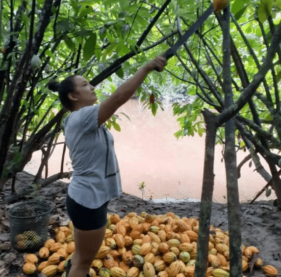 Cultivo sustentável de cacau de várzea