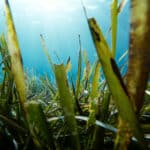 Algas marinhas no fundo dos oceanos