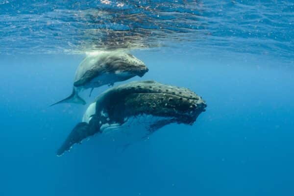 Baleias nadando