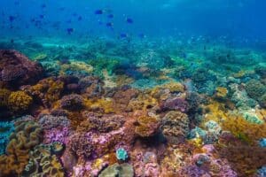 Fundo do mar com corais