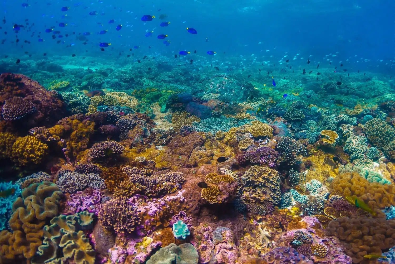 Fundo do mar com corais