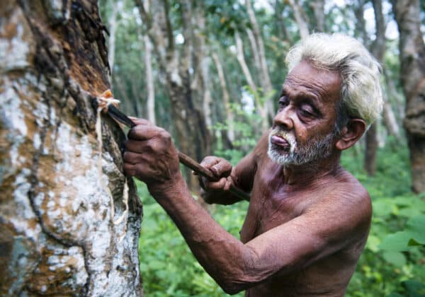 Homem extraindo seiva de seringueira