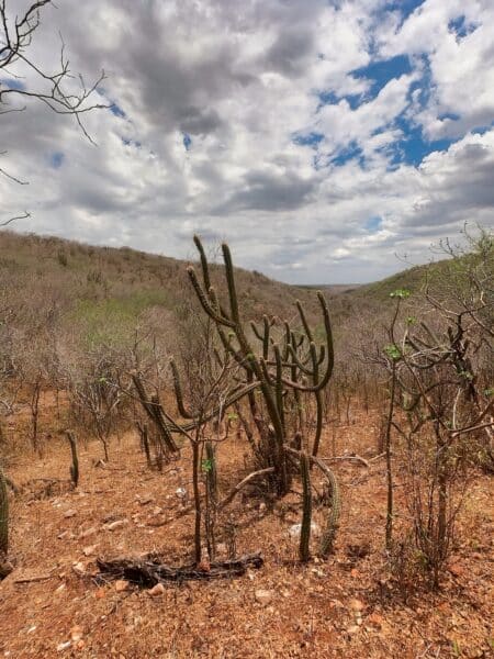 Vegetação da Caatinga