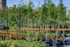 Mudas de árvores para serem replantadas