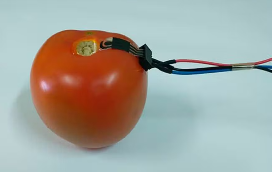 Tomate sendo analisado