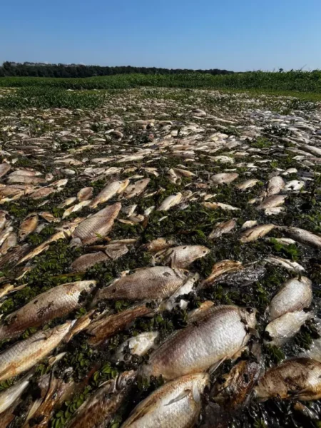 Peixes mortos no Rio Piracicaba