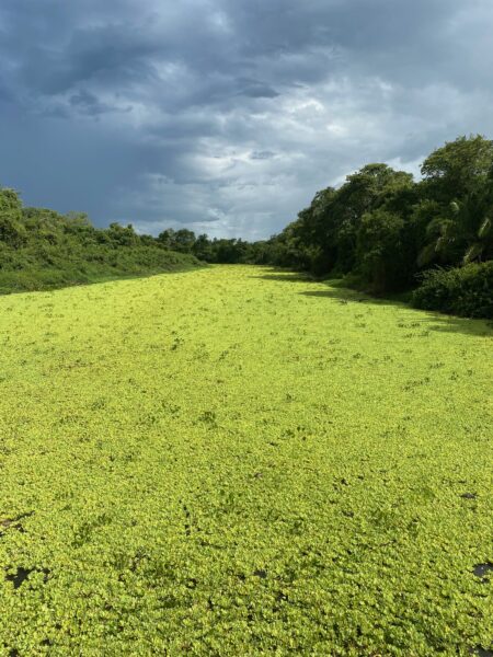 Pantanal Brasileiro