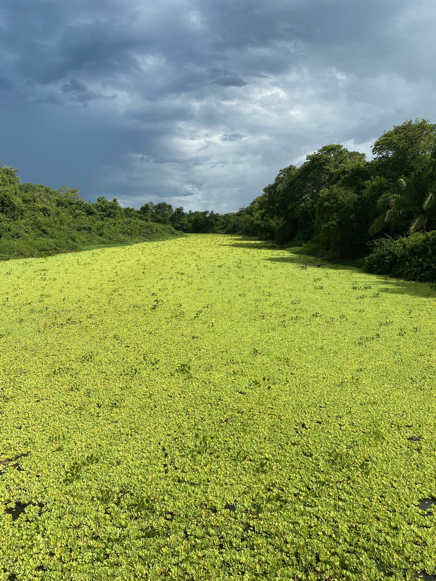 Pantanal do Mato Grosso do Sul