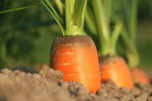 Cenoura representando a agricultura resiliente