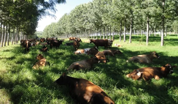 Fazenda com integração lavoura-pecuária-floresta 