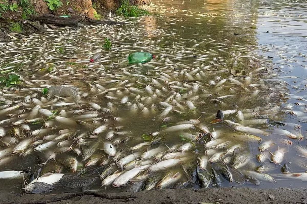 Peixes mortos no Rio Piracicaba