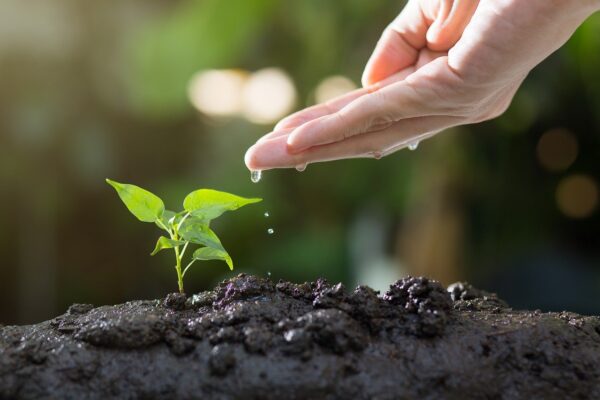  Plantio em solo representando a agricultura resiliente