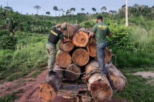 Servidores do IBAMA com toras de madeira em carroceria