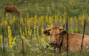 Vaca entre pastagem alta