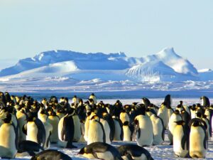 Espécie de pinguim comum na Antártica