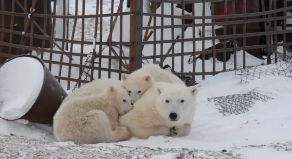 Ursa polar com filhotes