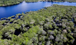 Rio cercado por floresta nativa - vista aérea