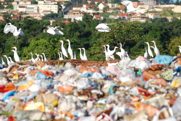 Lixão a céu aberto