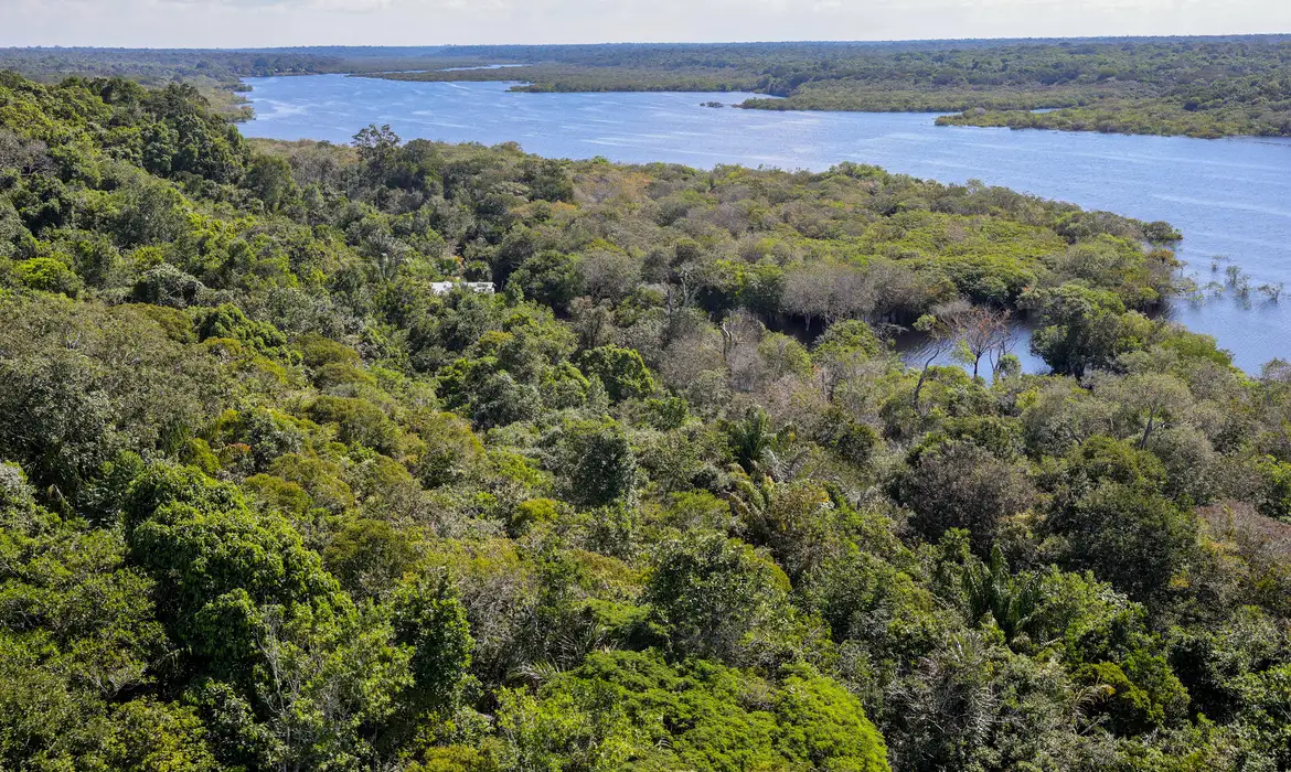 As matas são as principais salvadoras do planeta contra a Mudança do Clima