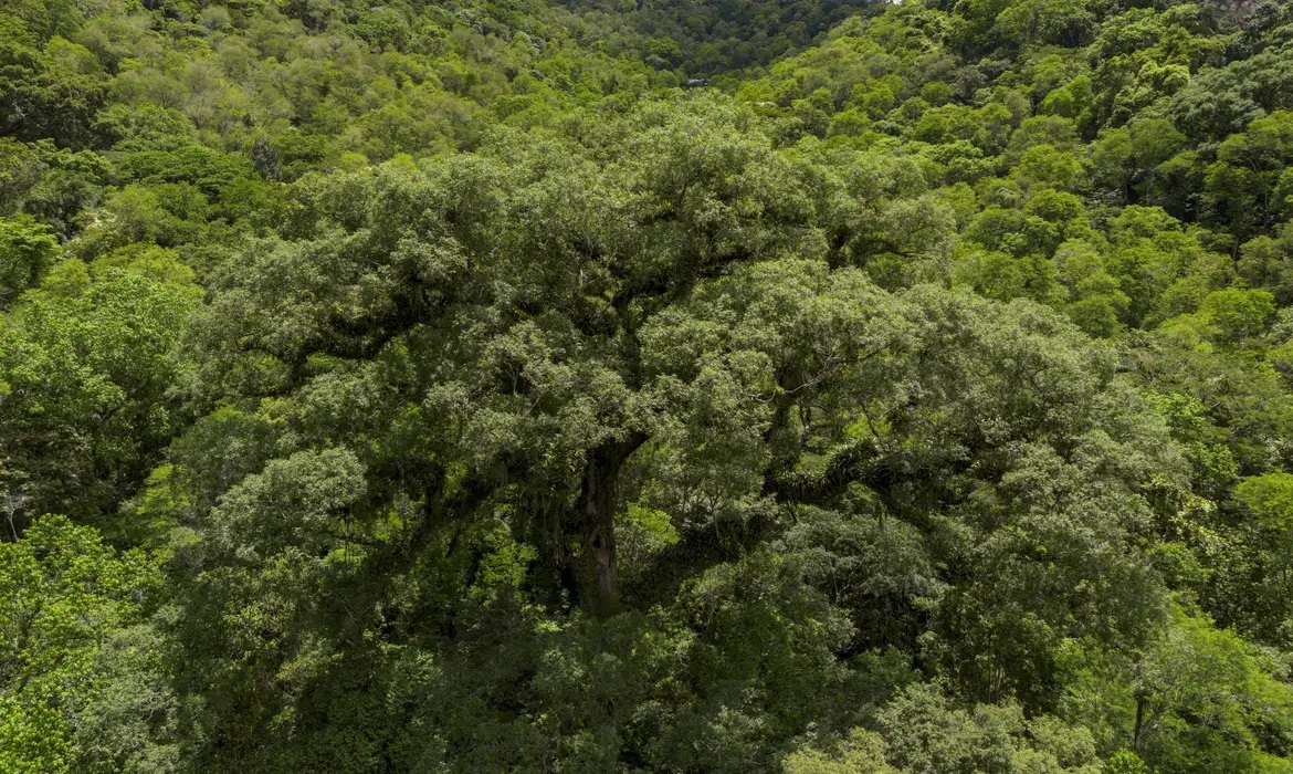 Mata Atlântica