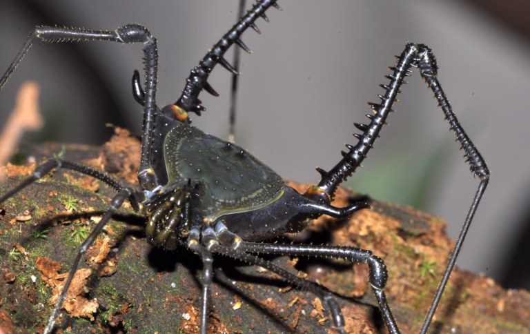 O registro fotográfico feito na Rebio da Mata Escura foi disponibilizado por Ednardo na plataforma iNaturalist