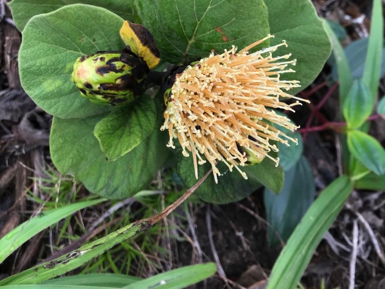 Estrela-das-montanhas nova espécie de margarida é descoberta no ES e já está ameaçada de extinção