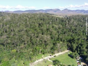 Estudo alerta para o impacto da seca na Mata Atlântica. Queda de 70% na diversidade de espécies e proliferação de exóticas ameaçam o bioma