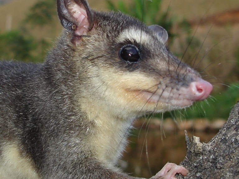 Mamíeros Mata Atlântica