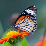 Borboleta