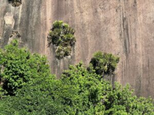 Estudo inédito revela que afloramentos rochosos na Mata Atlântica Capixaba, os inselbergs, servem de refúgio para plantas epífitas