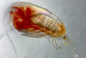 Uma nova pesquisa revelou que o zooplâncton, pequeno animal marinho usado como alimento para peixes, desempenha um papel essencial no combate ao aquecimento global ao migrar para o fundo do Oceano Antártico