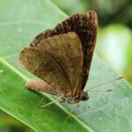 Borboleta