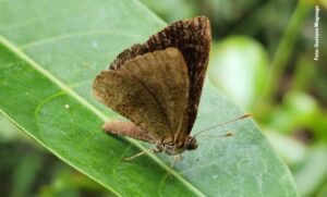 Borboleta