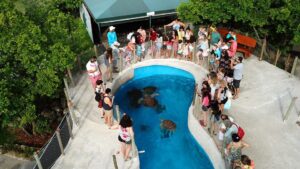 Museu Aberto das Tartarugas Marinhas