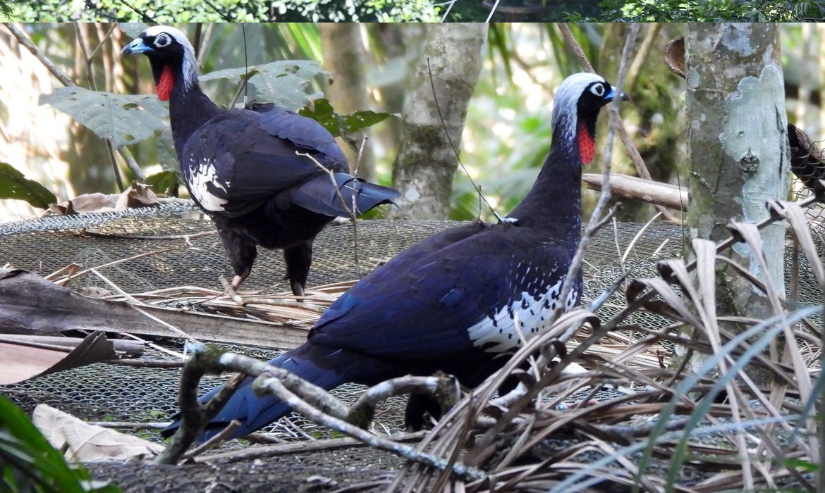Jacutingas