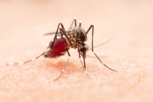Verões mais longos e invernos amenos favorecem a proliferação de mosquitos, aumentando surtos de vírus na Europa