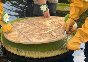 Bok Tower Gardens, da Flórida, vence o Waterlily Weigh-Off 2025 com folha de vitória-régia que suportou 83 kg