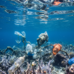 Branqueamento corais